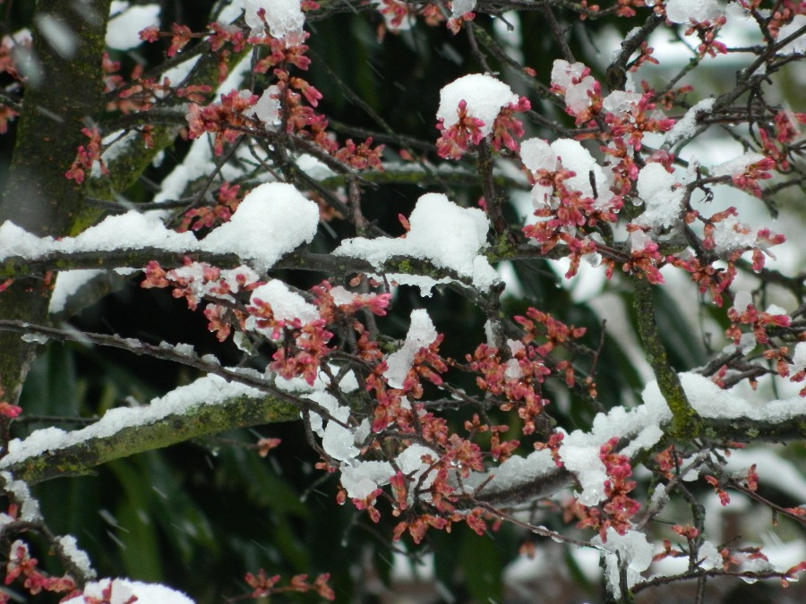 Nevicata 17-18 Marzo 2013